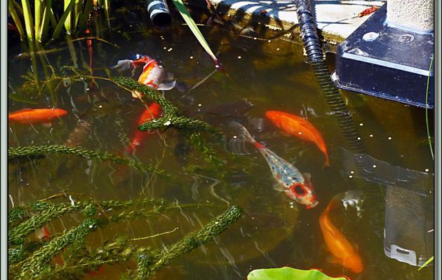 Des poissons de mon bassin - Lartigau - Milhas - 31