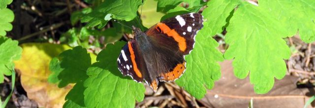un papillon en Octobre