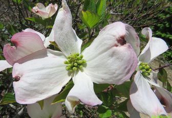 Fleurs en macros