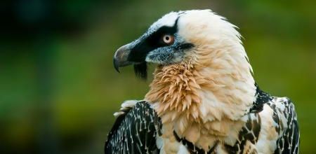 L’un des oiseaux les plus mystérieux de la planète