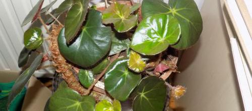 Plante patrimonial