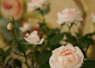 roses miniatures