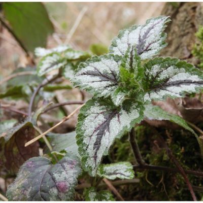 Lamier - Lamium moschatum  Merci à vous