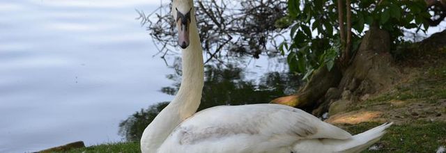 Lac Daumesnil : Le cygne tuberculé juvénile