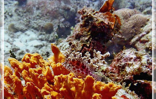 Épervier à points rouges, Poisson faucon lutin, Spotted golden or Coral or Pixy hawkfish (Cirrhitichthys oxycephalus) - Betalinjona (2ème Frère) - Tsarabanjina - Mitsio - Madagascar