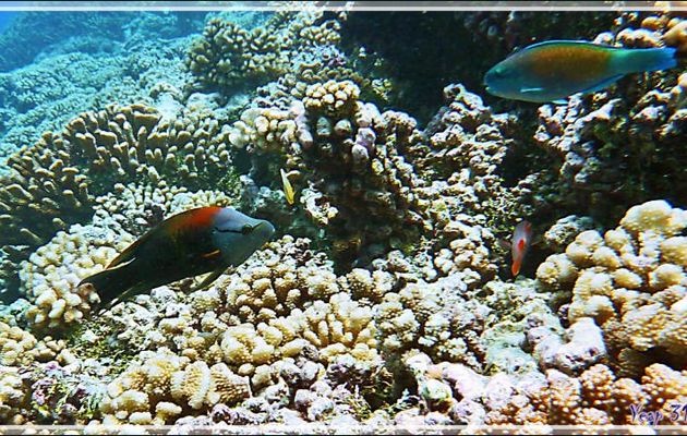 Labre à long museau, Slingjaw wrasse (Epibulus insidiator) et Perroquet brûlé, Bullethead parrotfish (Chlorurus sordidus) - Passe Tumakohua (passe sud) - Atoll de Fakarava - Tuamotu - Polynésie