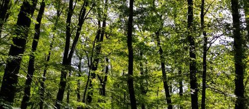 Quand la forêt me fascine toujours