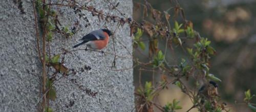 Mes bestioles