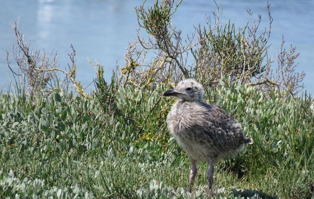 bébés mouettes ou ?