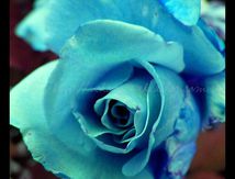 Rose bleue