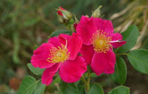 ROSES DE SEPTEMBRE