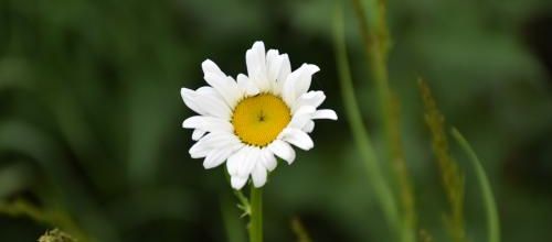 Effeuiller la marguerite