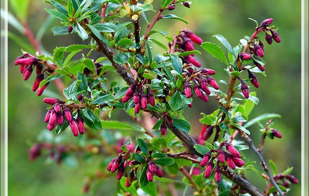 Escallonia rouge, Siete camisas colorado (Escallonia rubra) en boutons - Peninsula de Magallanes - Patagonie - Argentine