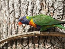 Le Loriquet à tête bleue