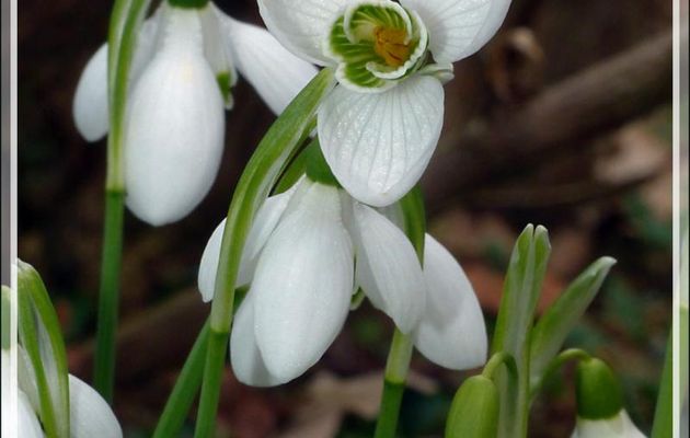 Perce-neige (Galanthus nivalis) - Lartigau - Milhas - 31