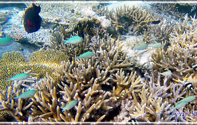 Chromis bleu-vert ou Demoiselle verte ou Castagnole bleu-vert, Bluegreen chromis (Chromis viridis) - Thudufushi - Atoll d'Ari - Maldives
