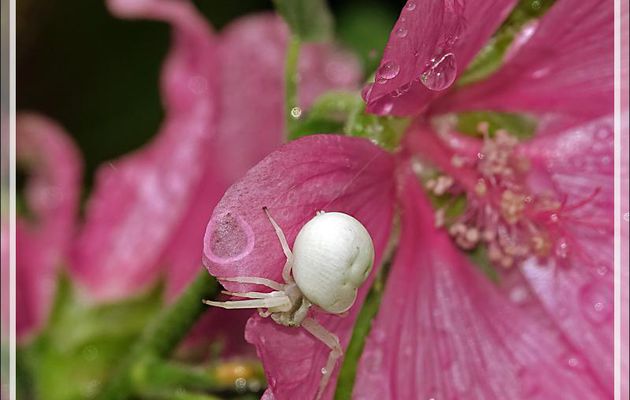 Toujours mon Araignée crabe Thomise variable blanche sous la pluie (Misumena vatia) - Lartigau - Milhas - 31