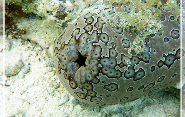 Trou de balle d'holothurie léopard - Jardin de Corail - Motu Tautau - Taha'a - Polynésie française