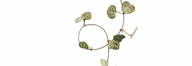 ѼVegetation