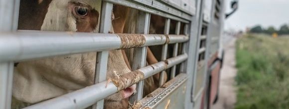 Demandez à la Commission européenne d'interdire l'exportation d'animaux vivants