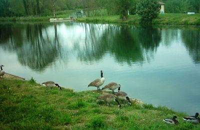Les oies bernaches de Sainte Colombe sur Seine...