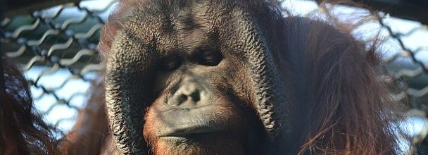Jardin des Plantes de Paris : Joey, le nouvel orang-outang