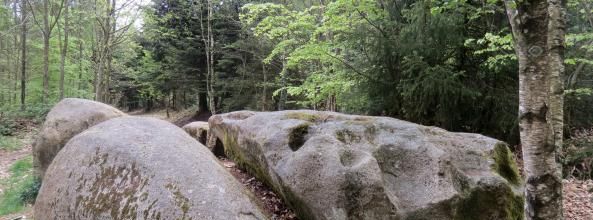 Les Mégalithes de la forêt de Camors (Morbihan)