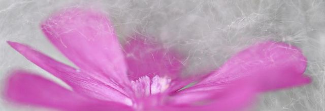 Fondu magenta sur plumes d'ange