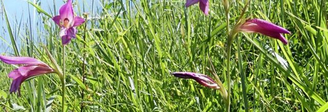 Gladiolus italicus  -  glaieul des moissons, glaieul d'Italie