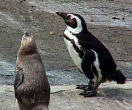 Le dictionnaire des animaux