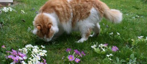 Hou ..hou ...le printemps ...
