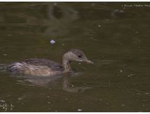Grèbe castagneux juvénile