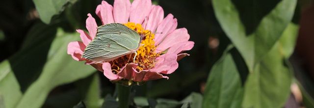 Citron sur zinnia