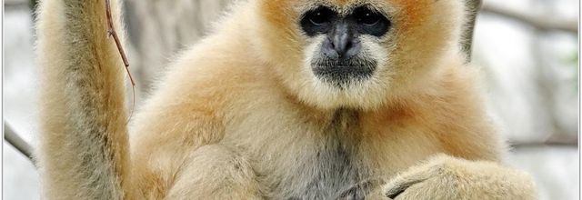 Gibbon à Favoris Blancs (1) - Nomascus leucogenys