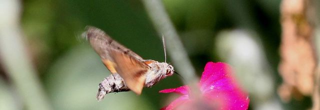Le Moro-Sphinx, le papillon colibri !