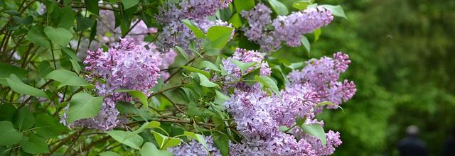 Parc du château de Rambouillet : Le lilas