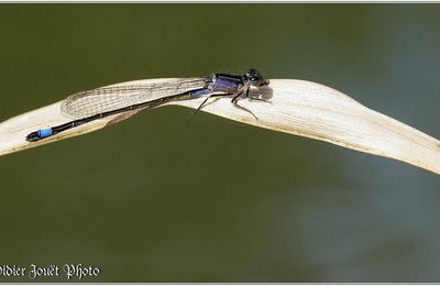 Agrion élégant (6) - Ischnura elegans / Juvénile femelle