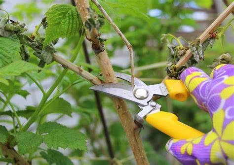 Les Petits Fruitiers