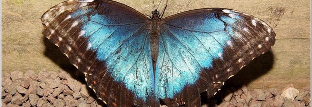 Morpho Bleu (1) - Morpho Peleides