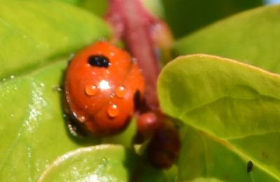 EB - Coccinelles rouge et jaunes...