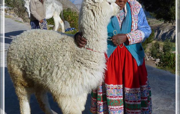 Amis visiteurs, veuillez recevoir ce petit bonjour du Pérou - Achoma - Canyon de Colca - Pérou