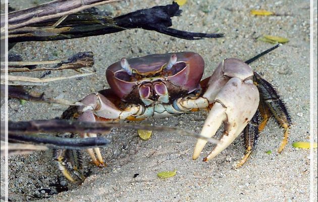 Crabe terrestre "Tupa" (Cardisoma carnifex) - Lagon bleu - Atoll de Fakarava - Tuamotu - Polynésie française