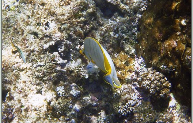 Poisson-papillon à tête jaune (Chaetodon xanthocephalus) - Anse Takamaka - Mahé - Seychelles