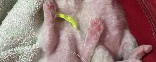 Haut les pattes… !