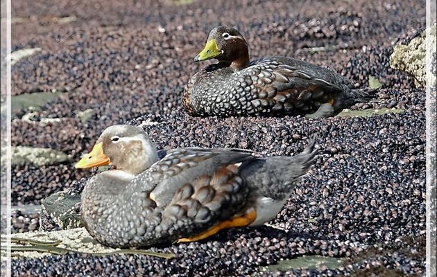 Couple de Brassemers des Malouines (ou Canard vapeur), Falkland Steamerduck (Tachyeres brachypterus) - The Neck (Le Détroit) - Saunders Island - Falkland (Malvinas, Malouines) - Grande-Bretagne
