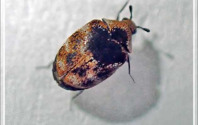 Dermeste des tapis ou Anthrène des tissus (Anthrenus verbasci) - Lartigau - Milhas - 31
