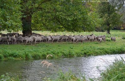Mérinos de Rambouillet
