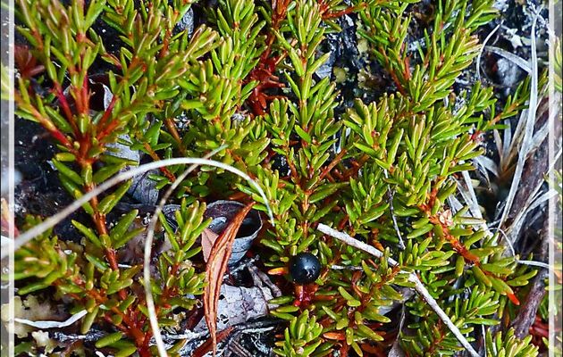 Camarine noire, Black crowberry, Arctic blackberry (Empetrum nigrum) - Edinburgh Island - Nunavut - Canada