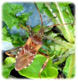 Leptoglossus occidentalis, la punaise californienne