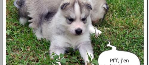 Portée Husky Elouka J+29 (21 juillet 2014)